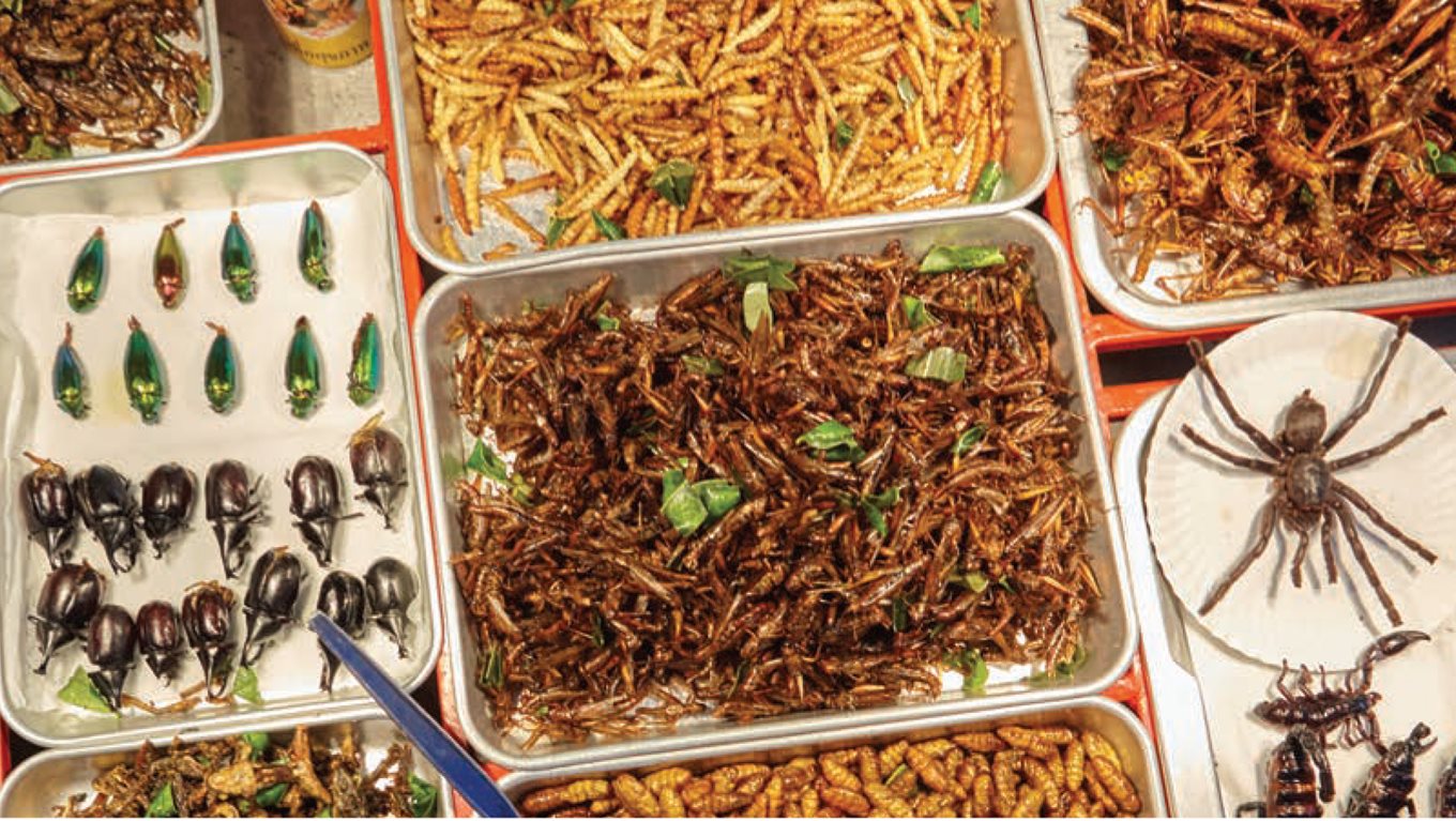 Should insects be on the menu?
